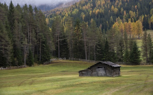 Abandoned wooden farm house in the farmland surrounded by forest trees in autumn. Italian alps, Italy