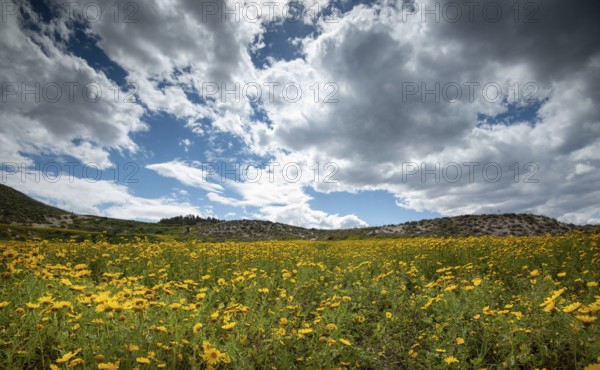 Field with yellow wild marguerite daisy flowers in spring. Springtime landscape Cyprus