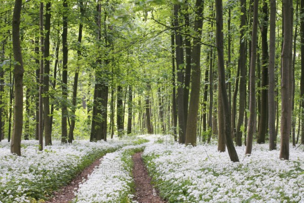 Wild garlic blossom in a riparian forest on the Danube near Neu-Ulm, Bavaria. Allium ursinum. Ramsoms (wild garlic) blossoms covering a riverine flood plain forest floor at the Danube near New-Ulm in Bavaria, Germany