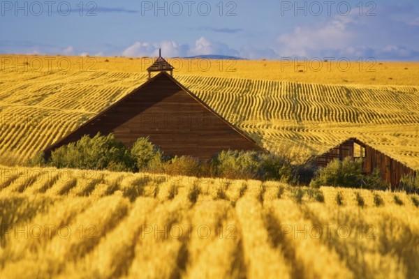 Rural farm in a huge field after a rain