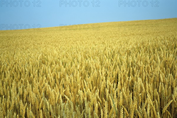 Wheatfield with ripe ears