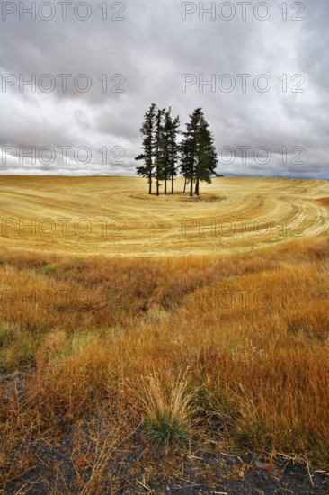 Small grove in fields after a harvest. Soon there will be a thunder-storm