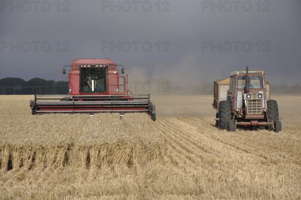 TIMARU, NEW ZEALAND, CIRCA FEBRUARY 2010: Farmers harvest a crop of wheat, South Canterbury, New Zealand