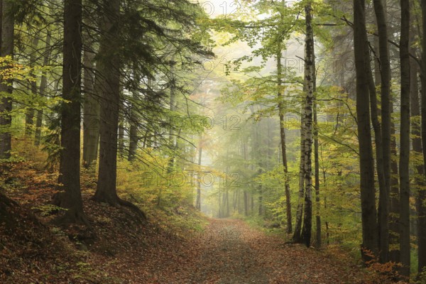 Path through the autumnal forest on a foggy morning, Bischofskoppe Mountain, October, Poland