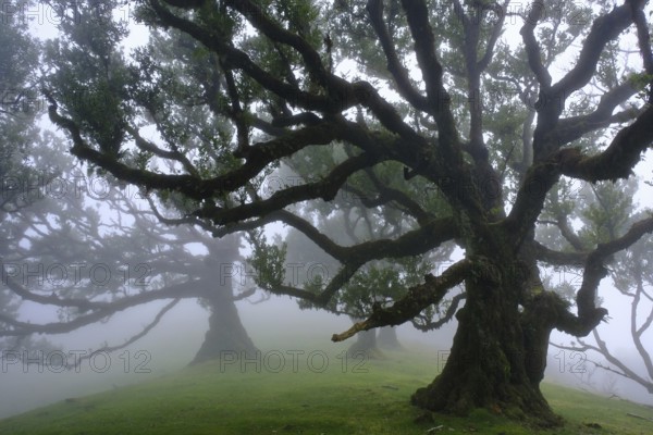 Laurel forest (Laurisilva) Unesco World Heritage Site, nature reserve, fog, evergreen, village of Fanal 1236 m, Posto Florestal da Fanal, Madeira
