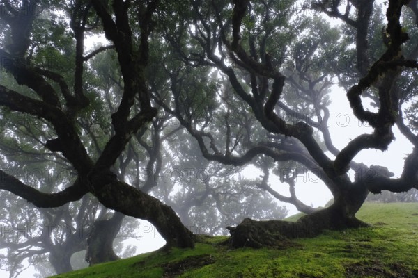 Laurel forest (Laurisilva) Unesco World Heritage Site, nature reserve, fog, evergreen, village of Fanal 1236 m, Posto Florestal da Fanal, Madeira