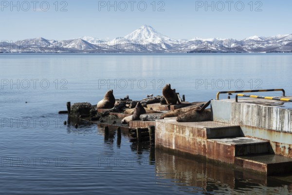 View of winter rookery Steller Sea Lion or Northern Sea Lion (Eumetopias Jubatus) on Pacific Coast. Avachinskaya Bay, Petropavlovsk-Kamchatsky City, Kamchatka Peninsula, Russian Far East