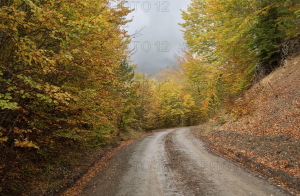 Autumn forest road. View of autumn forest road with fallen leaves Fall season scenery. Epirus Greece