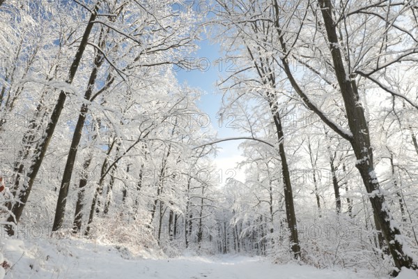 Forest trail after snowfall on sunny morning