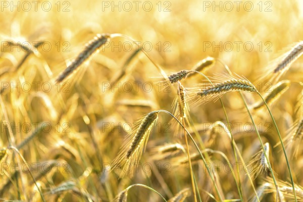 Grain in a field in Europe in July