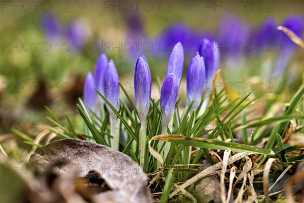 Group of purple crocuses in a green spring landscape with foliage, crocus