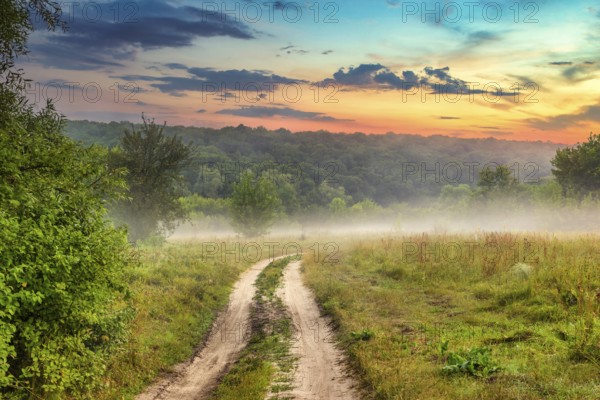 Misty morning over country road in forest
