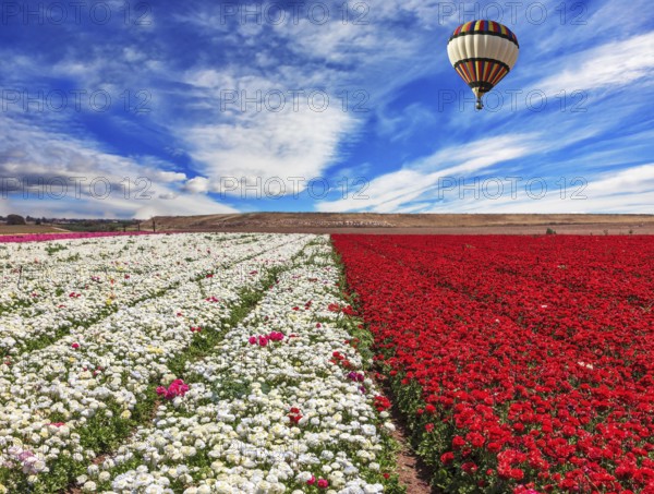 Spring windy day. Field of blooming red and white buttercups ranunculus. Huge balloon flies over a field