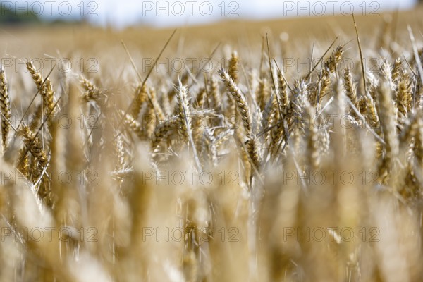 Sunny cornfield with golden ears of wheat in focus, Coxhill, Shepherdswell, Dover, Kent, United Kingdom