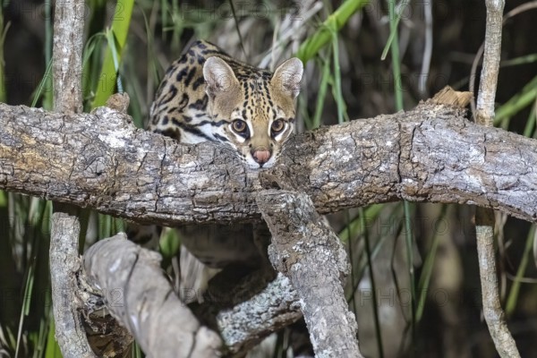 Ocelot (Leopardus pardalis), at night, climbing over a branch, eye contact, Pantanal, inland, wetland, UNESCO Biosphere Reserve, World Heritage Site, wetland biotope, Mato Grosso, Brazil
