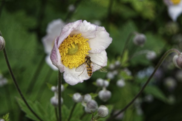 Syrphidae, Anemone hupehensis, close-up of a hoverfly on an anemone in front of a blurred background