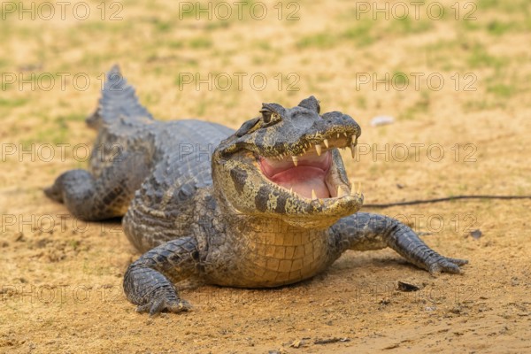 Spectacled caiman (Caiman crocodilus yacara), Crocodile (Alligatoridae), crocodile (Crocodylia), frontal, Pantanal, inland, wetland, UNESCO Biosphere Reserve, World Heritage Site, wetland, Mato Grosso, Brazil