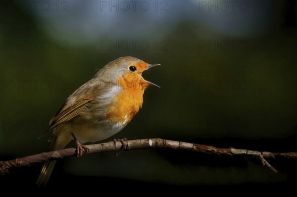 Profile view of a singing robin with its beak wide open on a branch against a dark background in a park in spring