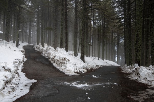 Winter forest landscape with mountain covered in snow and empty frozen road. Troodos mountains in Cyprus