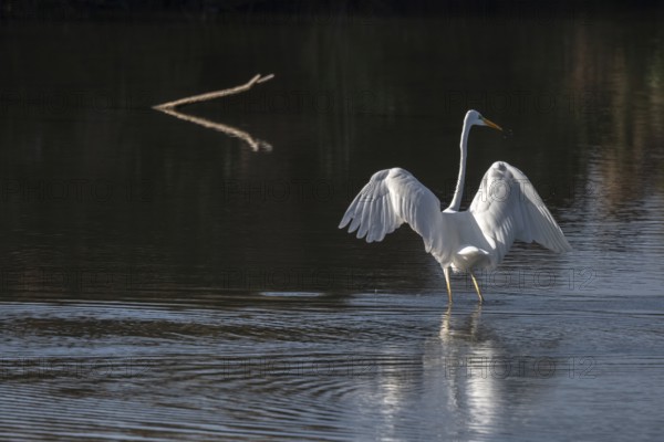 Great egret (Ardea alba) fishing in flight in a marsh. Bas-Rhin, Collectivite europeenne d'Alsace, Grand Est, France