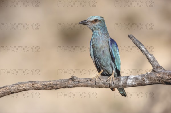 European Roller (Coracias garrulus) perched on a branch near its nest. Saint-Gilles, Nimes, Gard, Occitanie, France