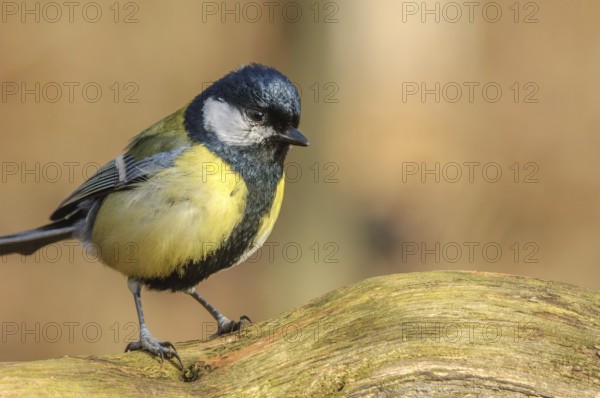 Great tit (Parus major) on branch in forest in winter. Alsace, France