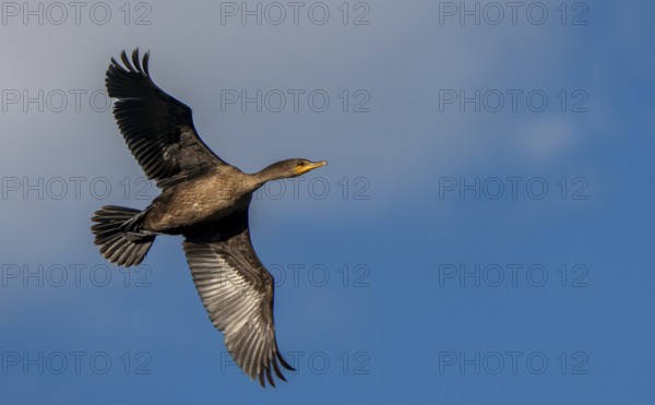 Cormorants at lake in Saskatchewan Canada prairie wildlife