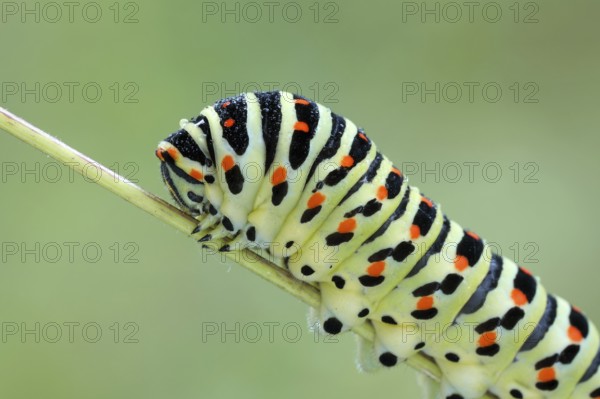 Swallowtail, Papilio machaon, caterpillar