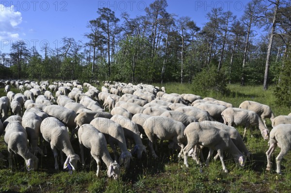 Flock of sheep, Merino sheep, grazing, landscape conservation, Germany, Bavaria, Lower Franconia