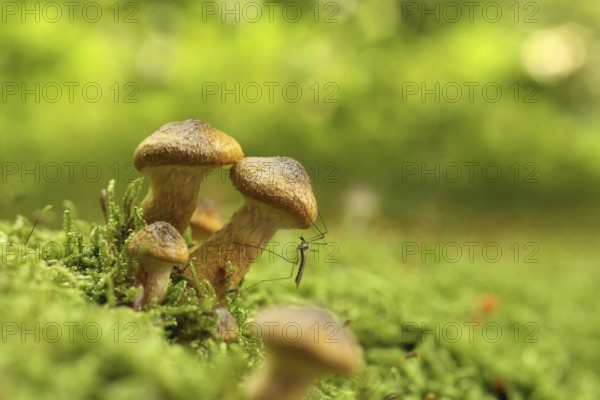 Mushrooms growing on a tree trunk in the forest