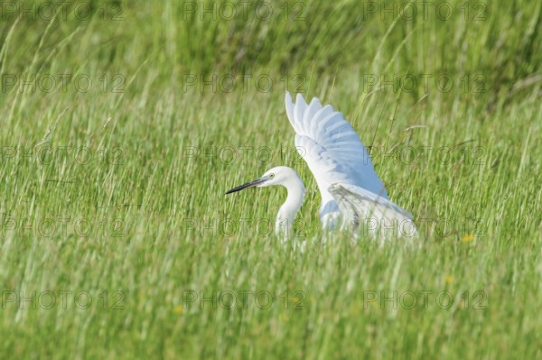 Great Egret (Ardea alba) Common Egret