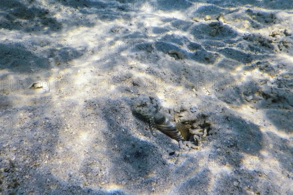 Spotted prawn goby (Amblyeleotris guttata) underwater, Marine life