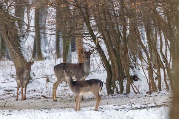 Fallow deer snow forest landscape (Dama Dama)