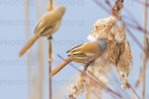 Cute little birds, Bearded tit, Bearded reedling Pair (panurus biarmicus)