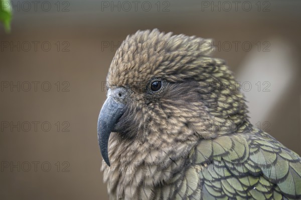 Kea, Nestor notabilis is a parrot from New Zealand
