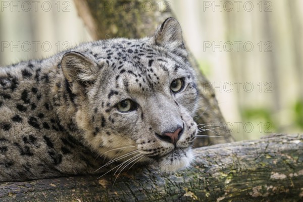 Snow leopard, Irbis (Panthera uncia)