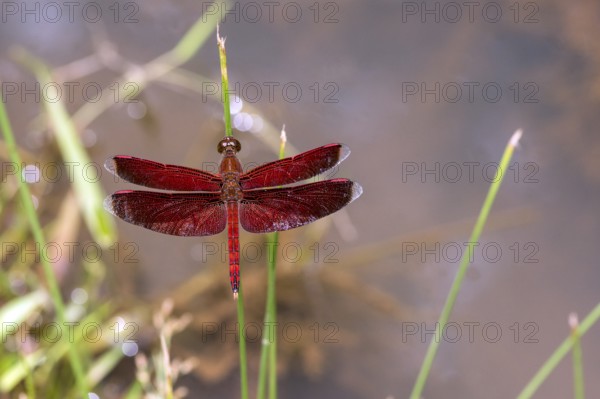 Animals, Insects, Dragonflies, Red Dragonfly, (Neurothemis ramburii) Deramakot Forest, Sabah, Borneo, Indonesia