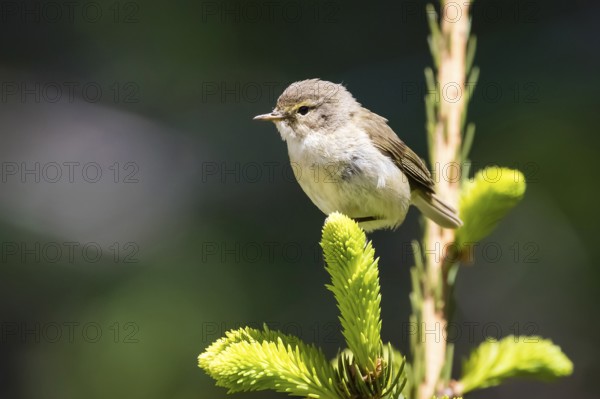 Animals, Birds, Songbird, Chiffchaff, Willow Warbler, (Phylloscopus collybita) Lower Saxony, Federal Republic of Germany