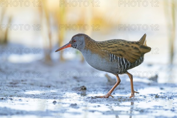 Water rail, (Rallus aquaticus), biotope, habitat, animal, animals, birds, rail family, Der Spieß nature reserve, Worms district, Rhineland-Palatinate, Germany