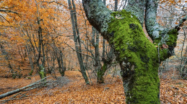 Hayedo de la Pedrosa Natural Protected Area, Beech Forest Autumn Season, Fagus sylvatica, Riofrío de Riaza, Segovia, Castilla y León, Spain