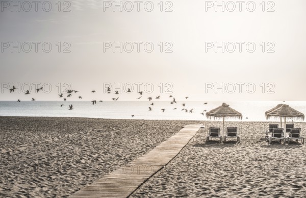Wooden path to the beach, umbrellas and birds
