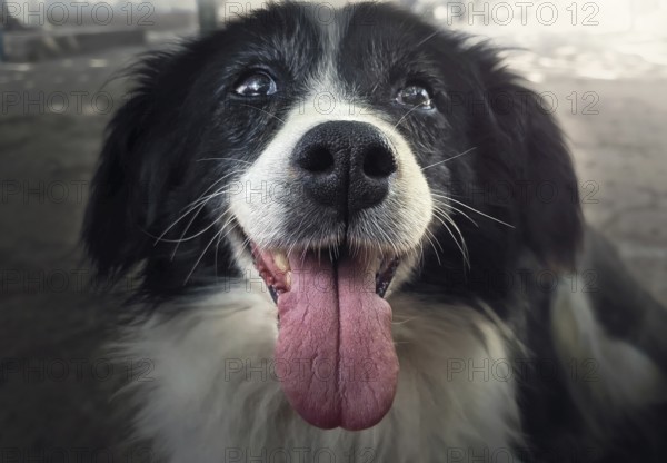 Happy old dog outdoors. Pup nose, tongue and teeth closeup. Senior pet health care concept