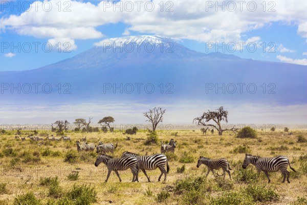 Large herd of zebras graze in the African savannah at the foot of Kilimanjaro. Southeast Kenya, the Amboseli park. Trip to the Horn of Africa