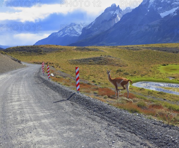 National Park Torres del Paine in Chile. Gravel road between the mountains and trusting guanaco - small camel