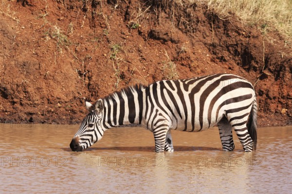 Burchell's Zebras at a Waterhole in Ikoma, near Serengeti National Park, Tanzania, East Africa