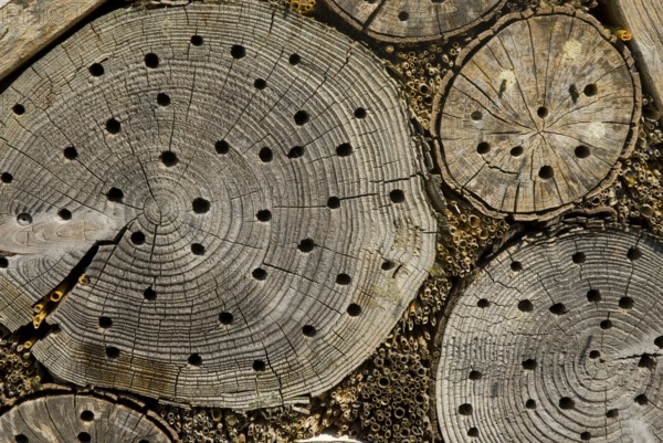 Hidingplace for insects like bees