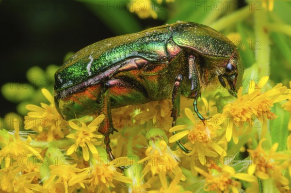 Rose Chafer (Cetonia aurata) on a yellow flower. Bas-Rhin, Collectivite europeenne d'Alsace, Grand Est, France