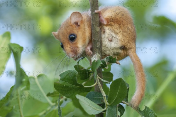 Female common dormouse (Muscardinus avellanarius) on a branch in bushy vegetation. Alsace, France