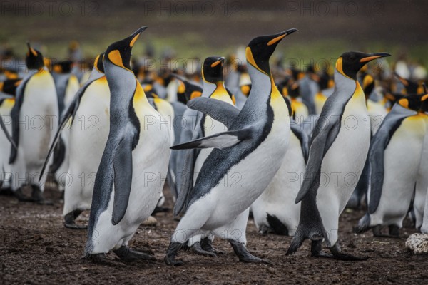 King penguins (Aptenodytes patagonicus), fighting over breeding partners during courtship, Volunteer Point, Falkland Islands, Great Britain, South Atlantic