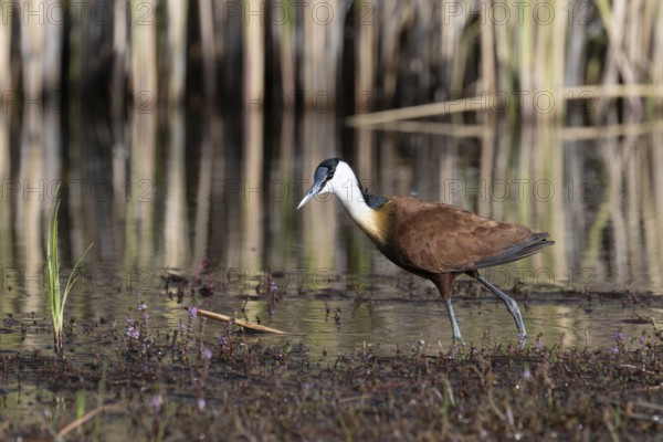 Blue-fronted Jacamar Sandgrouse (Actophilornis africanus), also known as the Jesus bird, walks across the water, Moremi Game Reserve, Okavango Delta, Maun, Botswana